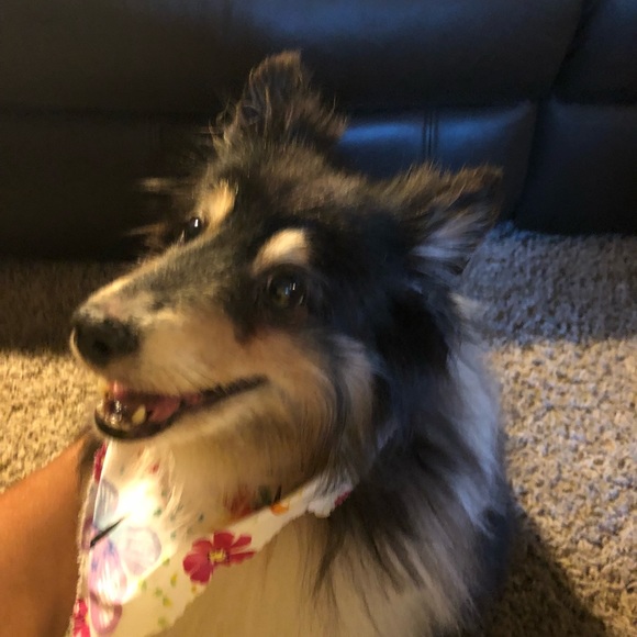 sheltiemom04